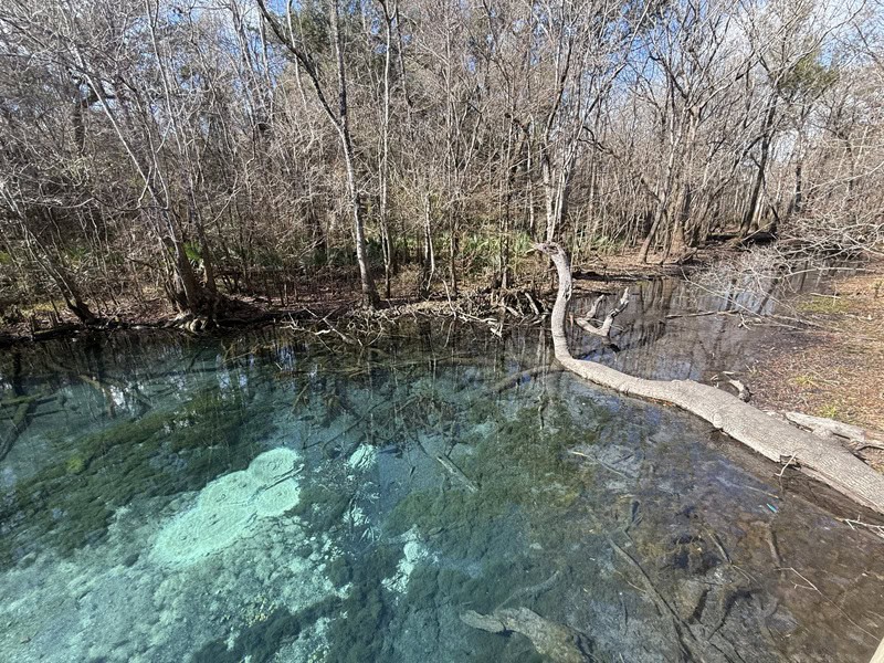 Hightower Spring