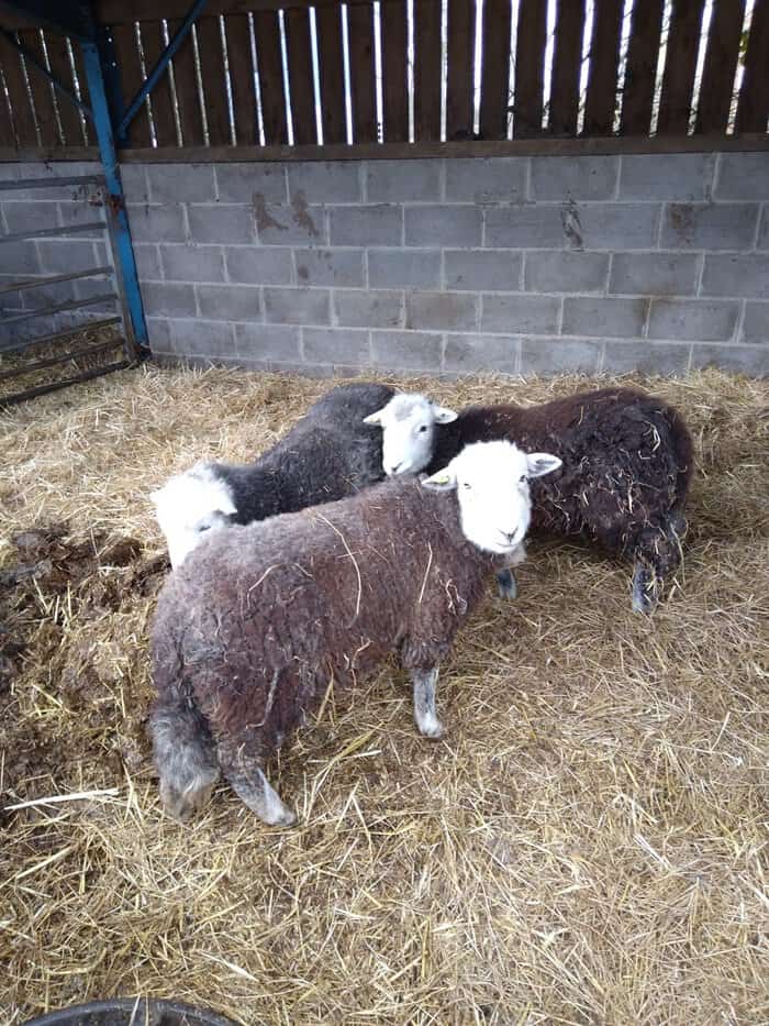 Knaresborough Airbnb Farm Animals