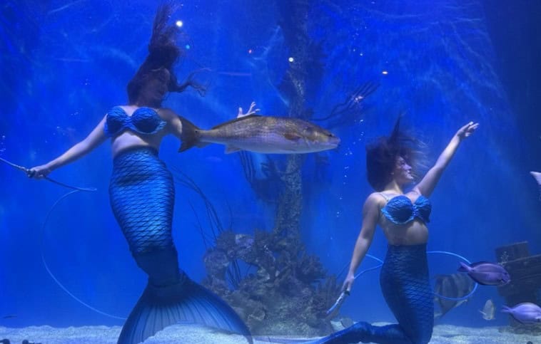 Mertailor's Mermaid Aquarium Encounter