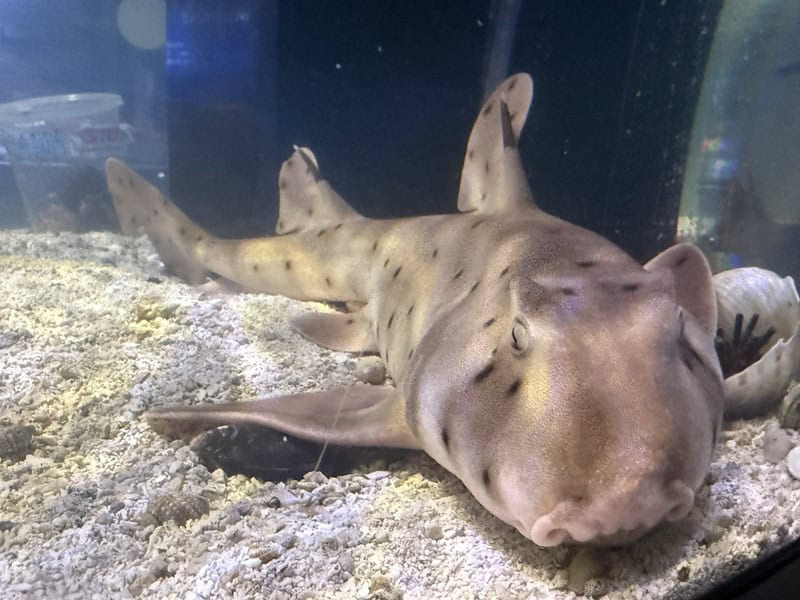 Sharks At Mertailor's Mermaid Aquarium