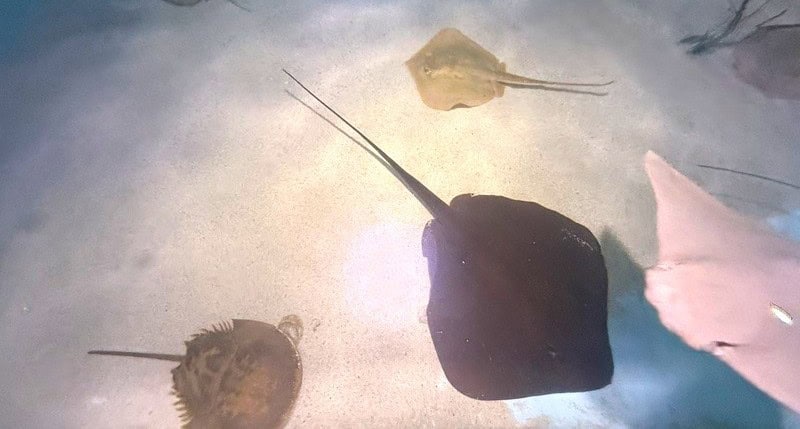 Stingrays Mertailor's Mermaid Aquarium