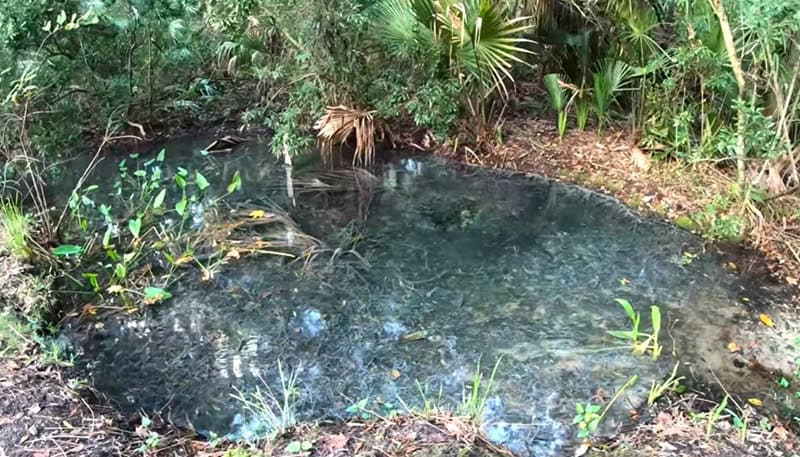 Sulfur Spring in Welaka State Forest