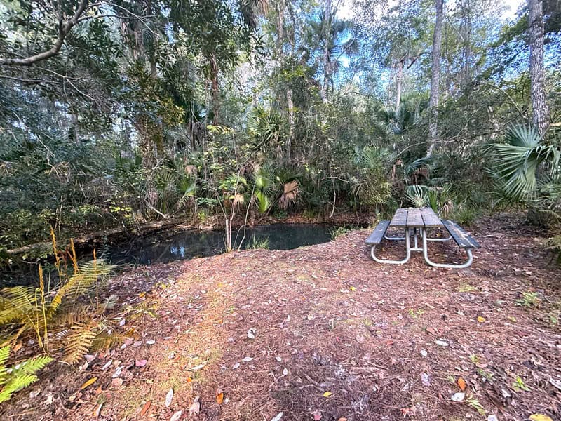 Sulfur Spring in Welaka State Forest Florida