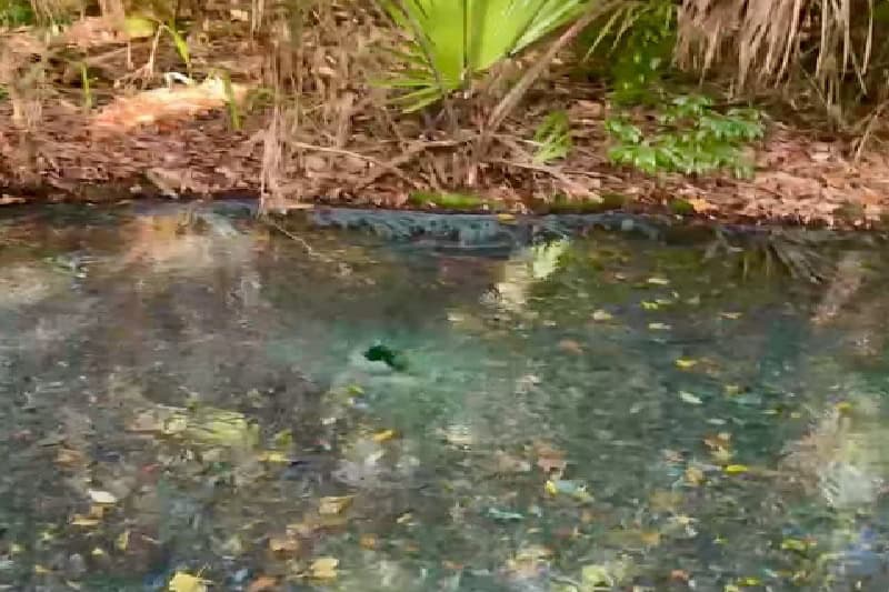 Sulfur Spring in Welaka State Forest Spring Head