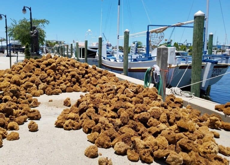 Tarpon Springs Sponge Docks