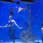 Mertailor's Mermaid Aquarium Encounter Stingray