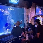 Mertailor's Mermaid Aquarium Weeki Mermaids
