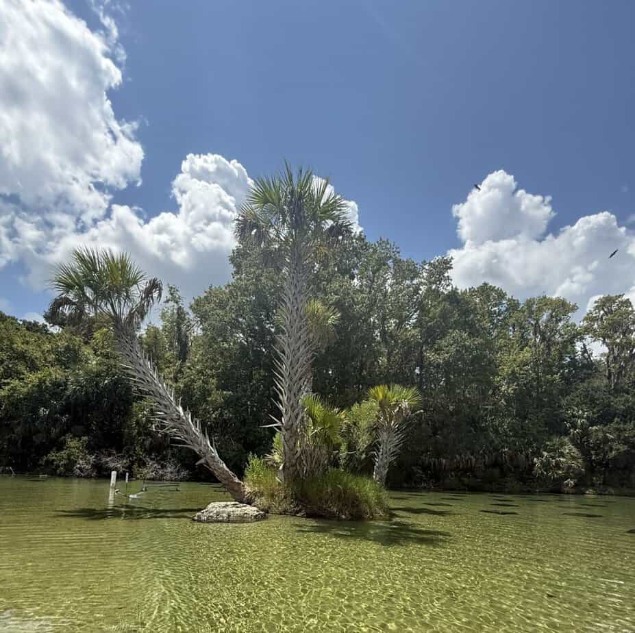 Salt Springs