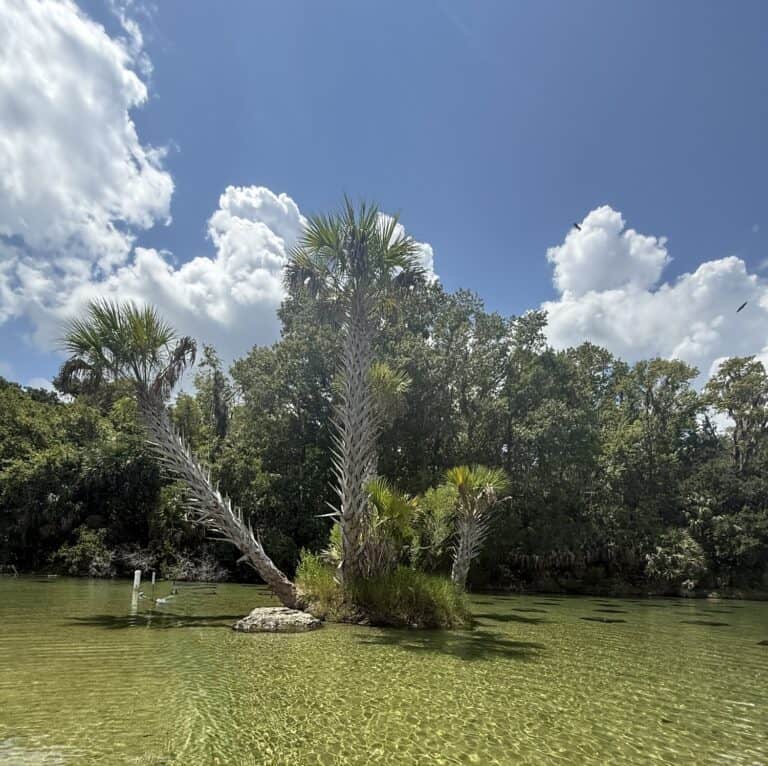 Salt Springs